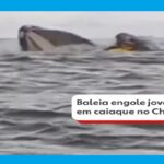 SUSTO NO MAR: JOVEM É ENGOLIDO POR BALEIA ENQUANTO PASSEAVA DE CAIAQUE
