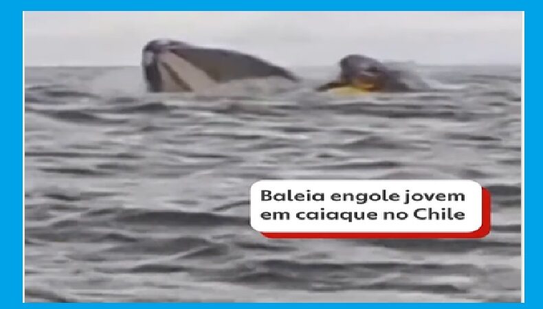 SUSTO NO MAR: JOVEM É ENGOLIDO POR BALEIA ENQUANTO PASSEAVA DE CAIAQUE