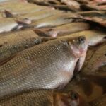 ILHÉUS RETOMA TRADIÇÃO COM DISTRIBUIÇÃO DE 30 MIL QUILOS DE PEIXE NA SEMANA SANTA PARA FAMÍLIAS CARE...