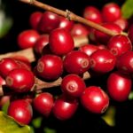 BAHIA SE DESTACA COMO MAIOR PRODUTOR DE CAFÉ DO NORDESTE E MIRA TOPO NACIONAL