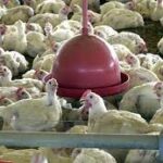 GOVERNO CONFIRMA PRIMEIRO FOCO DE GRIPE AVIÁRIA EM GRANJA COMERCIAL NO BRASIL