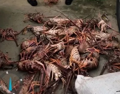 PESCA ILEGAL: PM APREENDE 450 KG DE LAGOSTA EM ILHÉUS