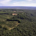 PROJETO VAI RESTAURAR 1,2 MIL HECTARES DE MATA ATLÂNTICA NA BAHIA