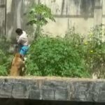HOMEM INVADE JAULA É E MORTO POR LEOA EM ZOOLÓGICO DE JOÃO PESSOA