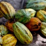 NOVA LEI ESTIMULA PRODUÇÃO DO CACAU DE QUALIDADE NO BRASIL
