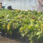 Prefeitura de Ilhéus viabiliza chegada de 6.250 mudas de cacau a produtores rurais